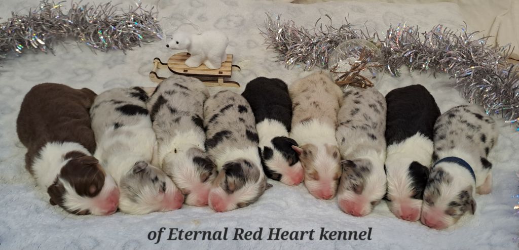 Of Eternal Red Heart - Des bébés pour la nouvelle année !
