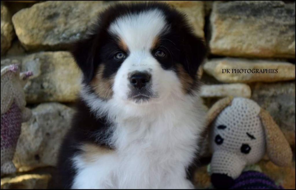 Of Eternal Red Heart - un chiot mâle noir tricolor de disponible