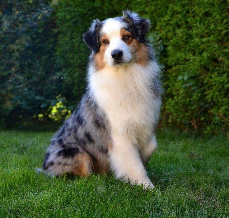 CH. Hold on to my heart des dolmens d'An Arvor