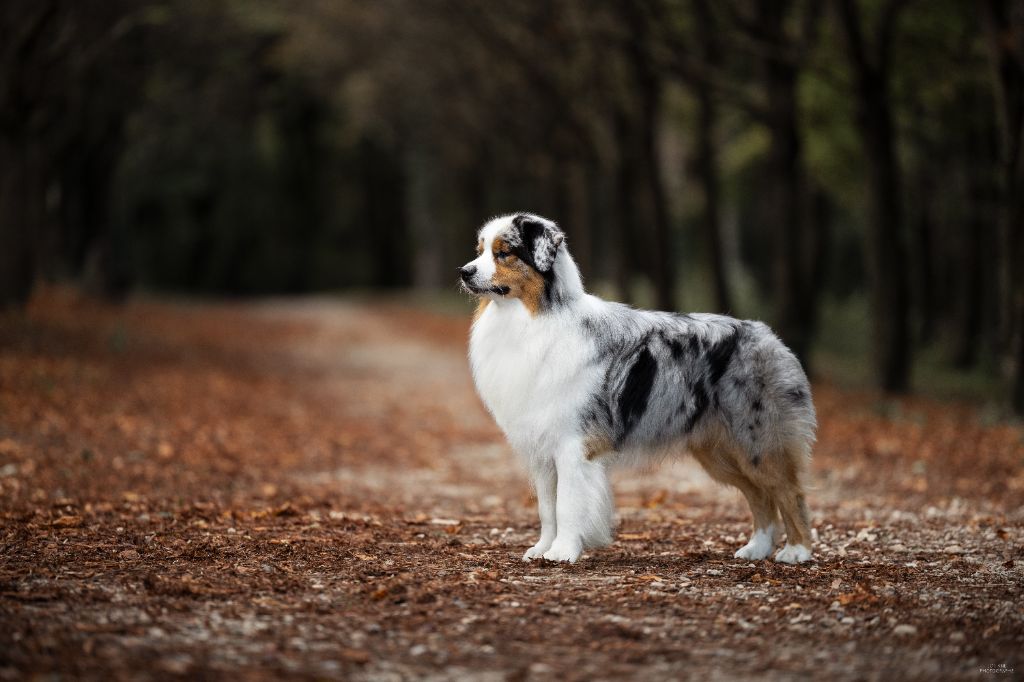 CH. Veni vidi vici Of Eternal Red Heart