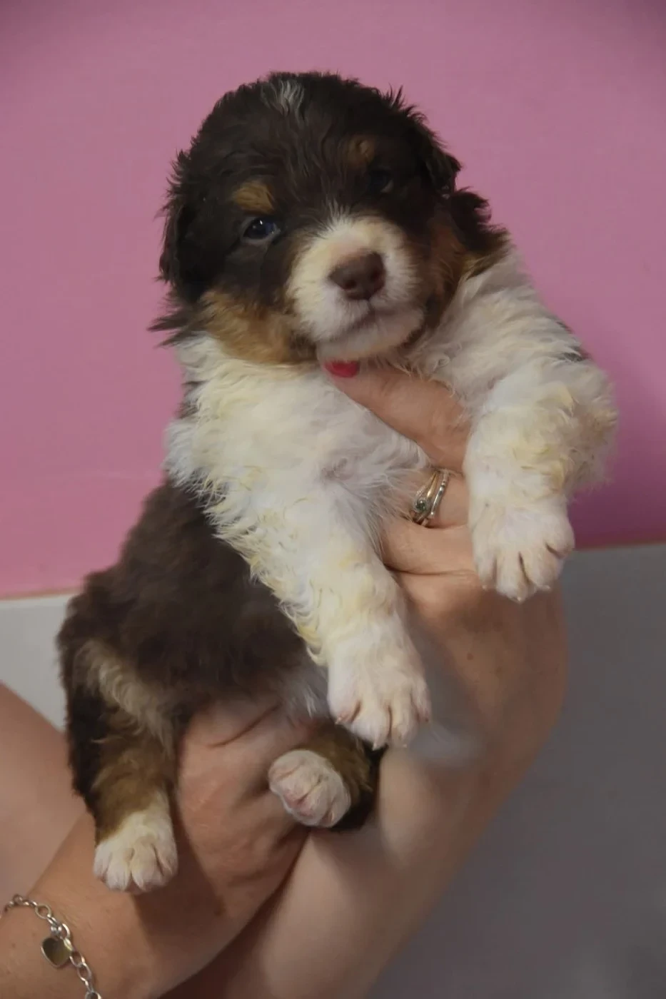 2 chiots femelles disponibles pour mi juillet