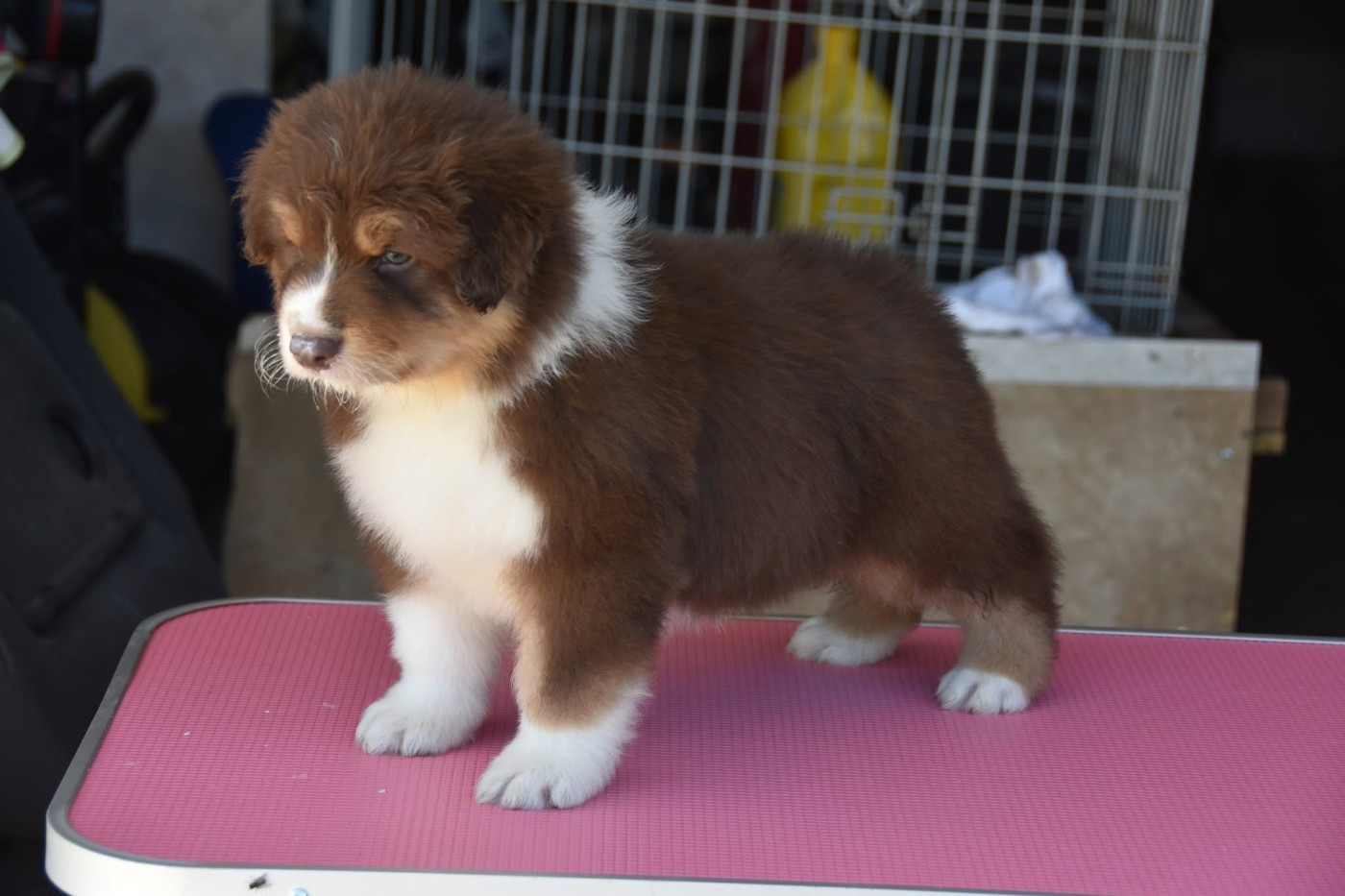 un chiot mâle rouge tricolor disponible