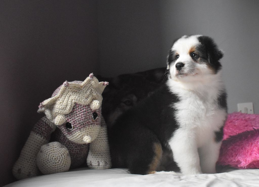 Une portée pour la fin de l'année