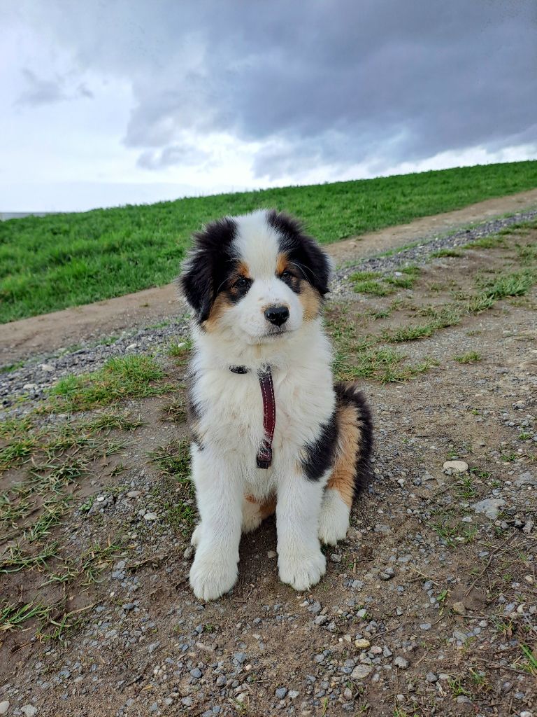 Chiots disponibles pour une super famille