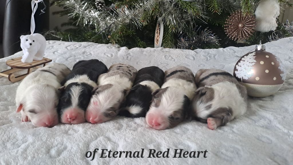 Portée 2025 : Les bébés sont nés le 28 décembre 