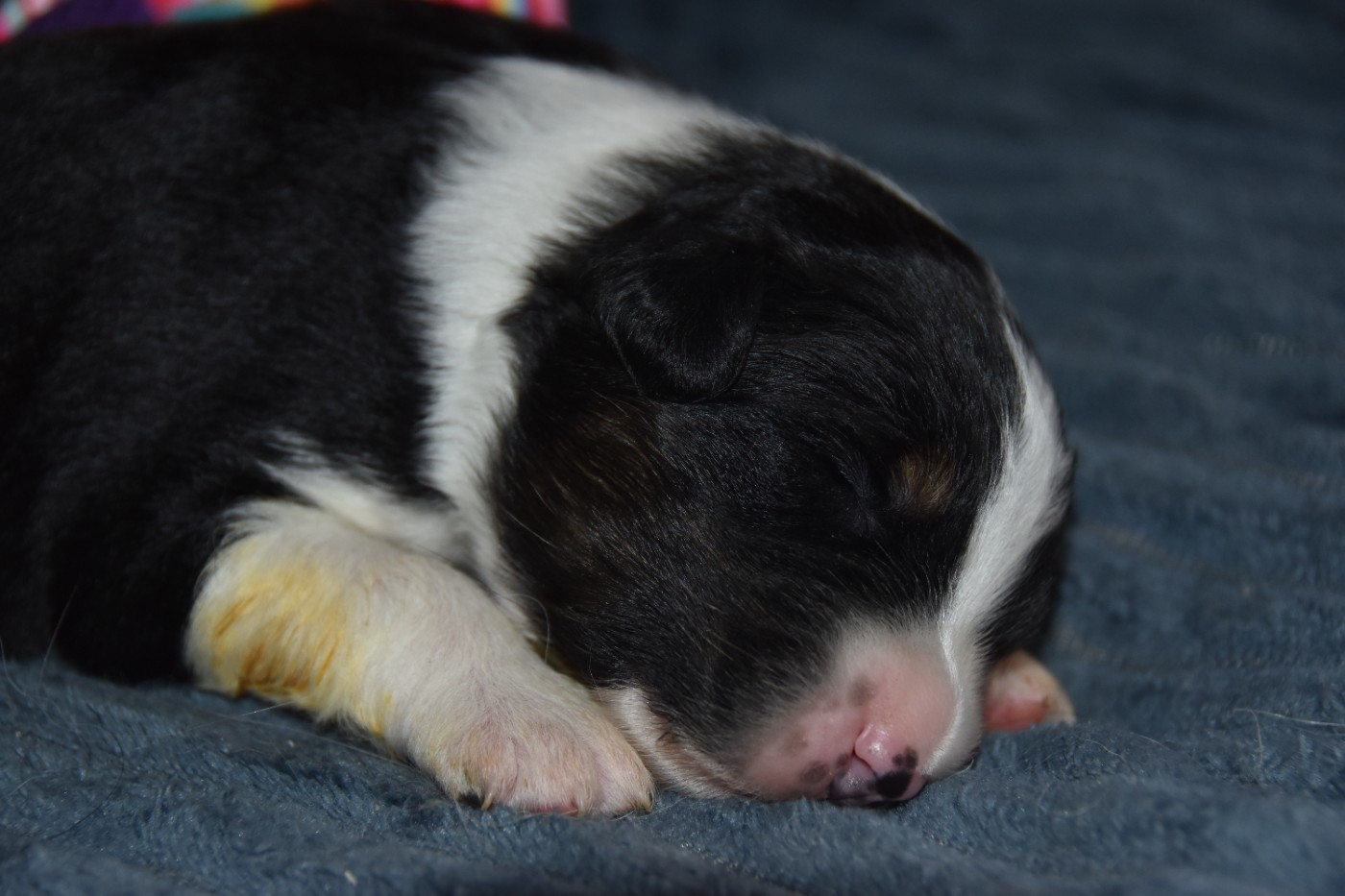 Of Eternal Red Heart - Chiots disponibles - Berger Australien