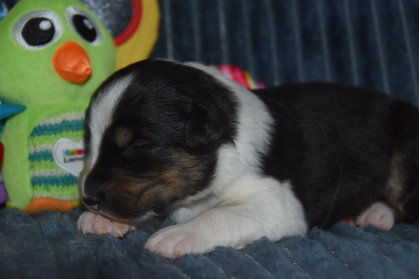 Of Eternal Red Heart - Chiots disponibles - Berger Australien