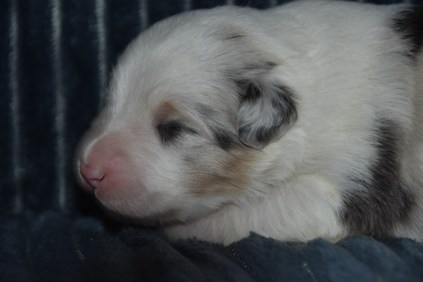 Of Eternal Red Heart - Chiots disponibles - Berger Australien