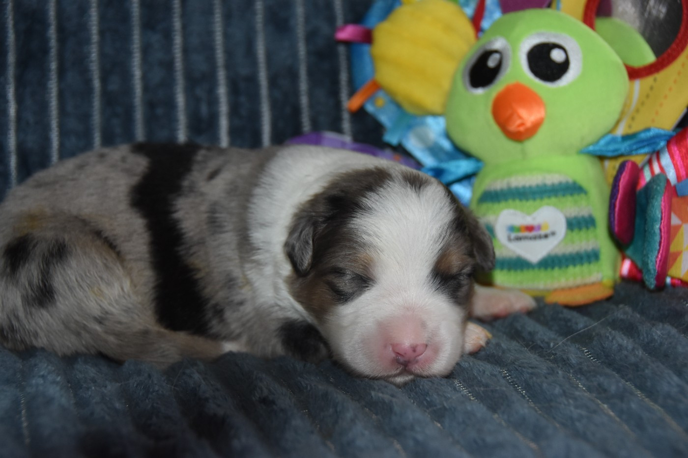 Of Eternal Red Heart - Chiots disponibles - Berger Australien