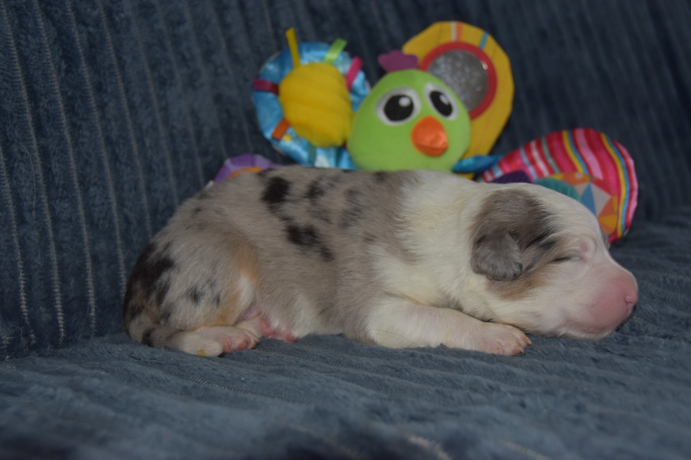 Of Eternal Red Heart - Chiots disponibles - Berger Australien