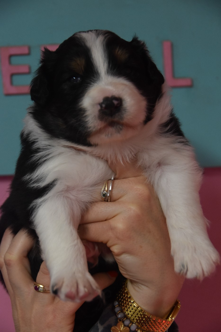 Of Eternal Red Heart - Chiots disponibles - Berger Australien