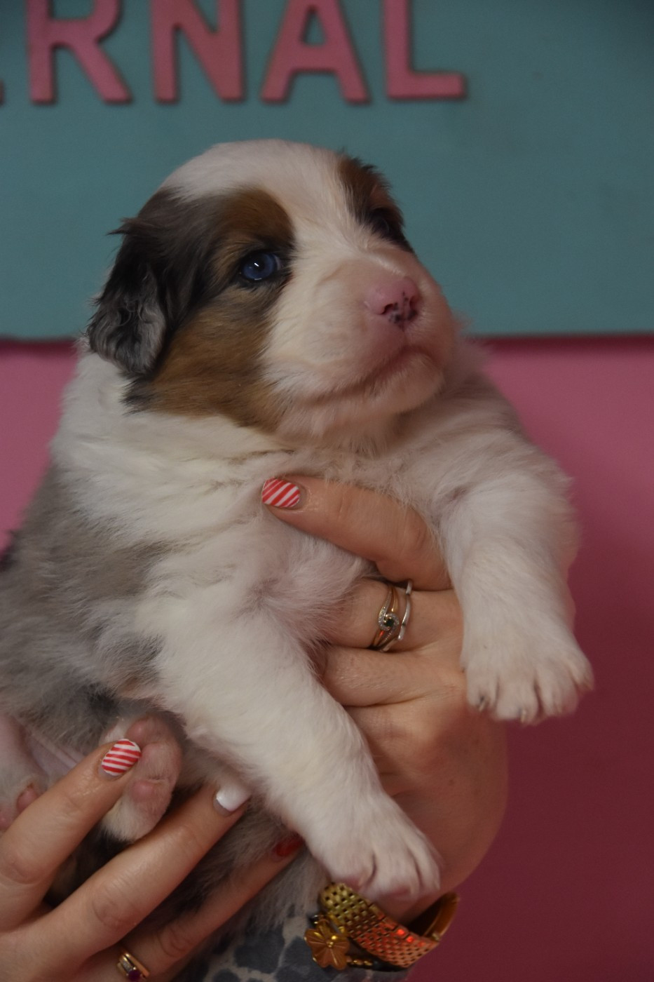 Of Eternal Red Heart - Chiots disponibles - Berger Australien