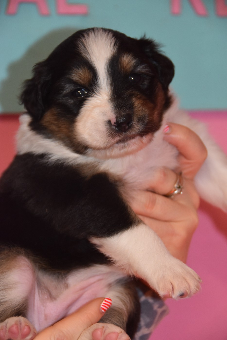 Of Eternal Red Heart - Chiots disponibles - Berger Australien