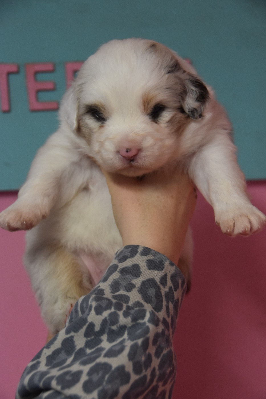 Of Eternal Red Heart - Chiots disponibles - Berger Australien