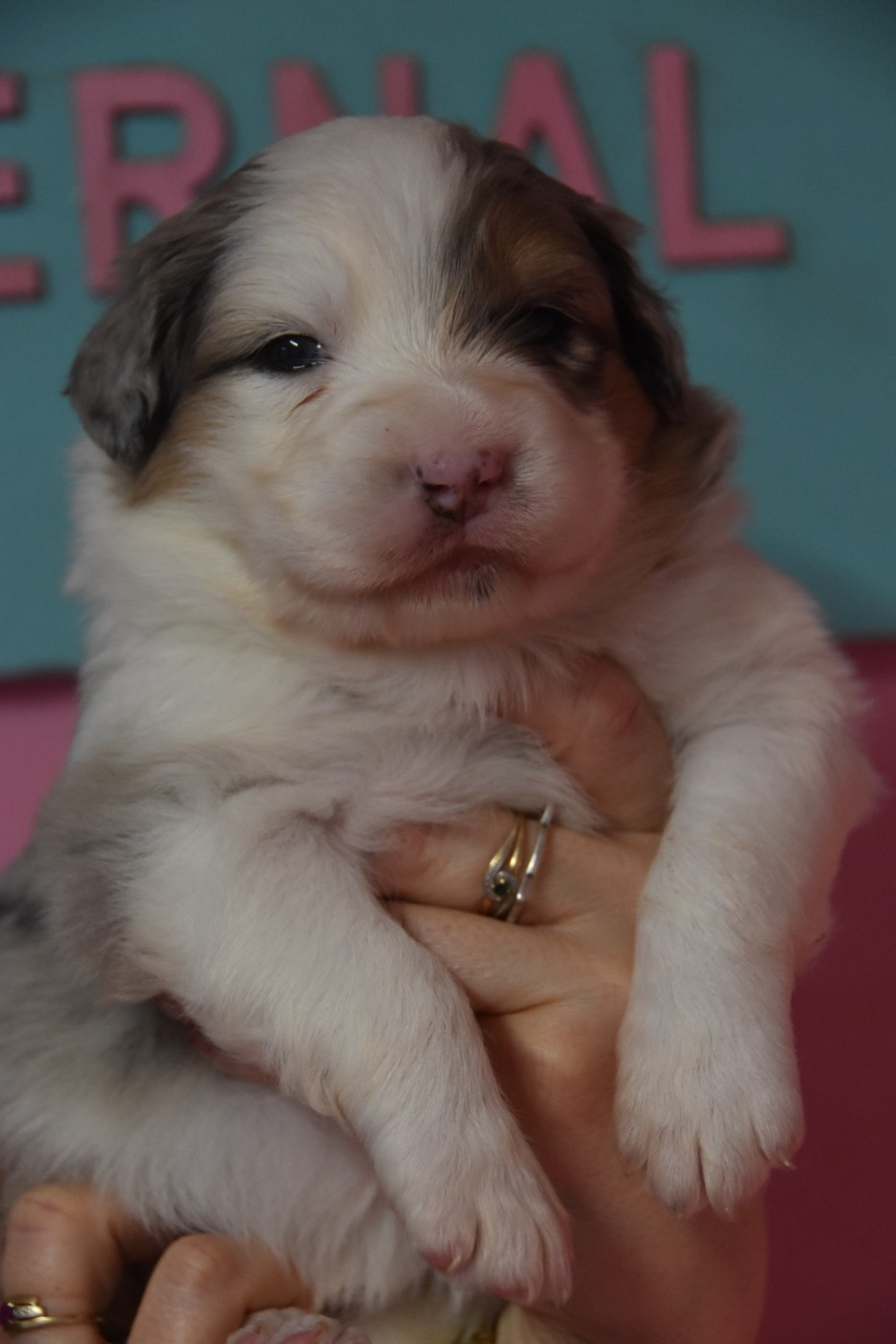 Of Eternal Red Heart - Chiots disponibles - Berger Australien