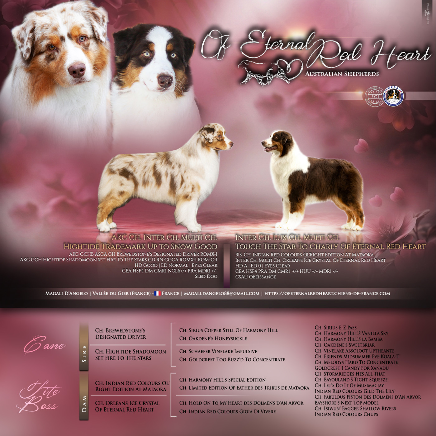 Chiot Berger Australien Of Eternal Red Heart