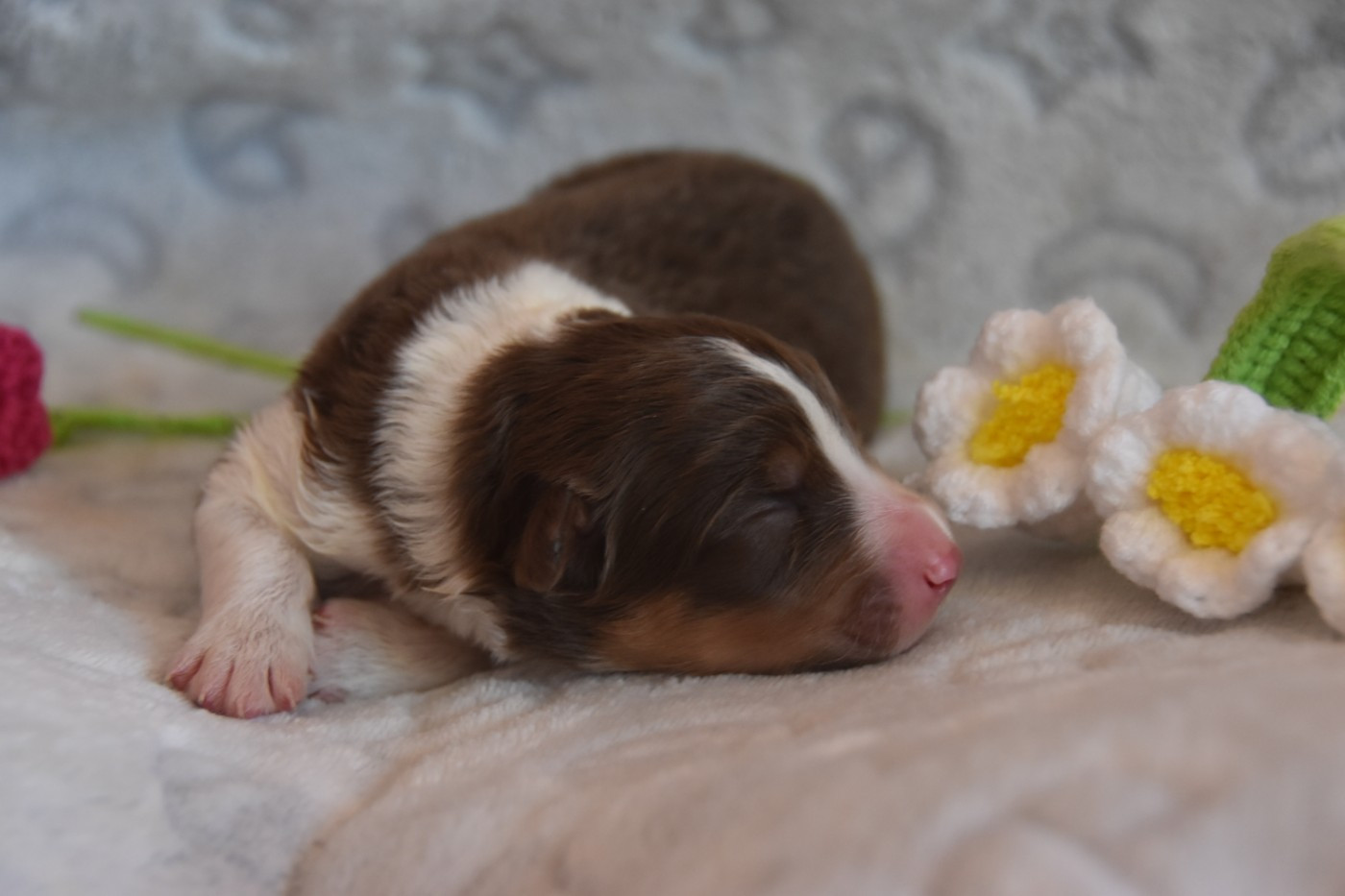 Of Eternal Red Heart - Chiots disponibles - Berger Australien