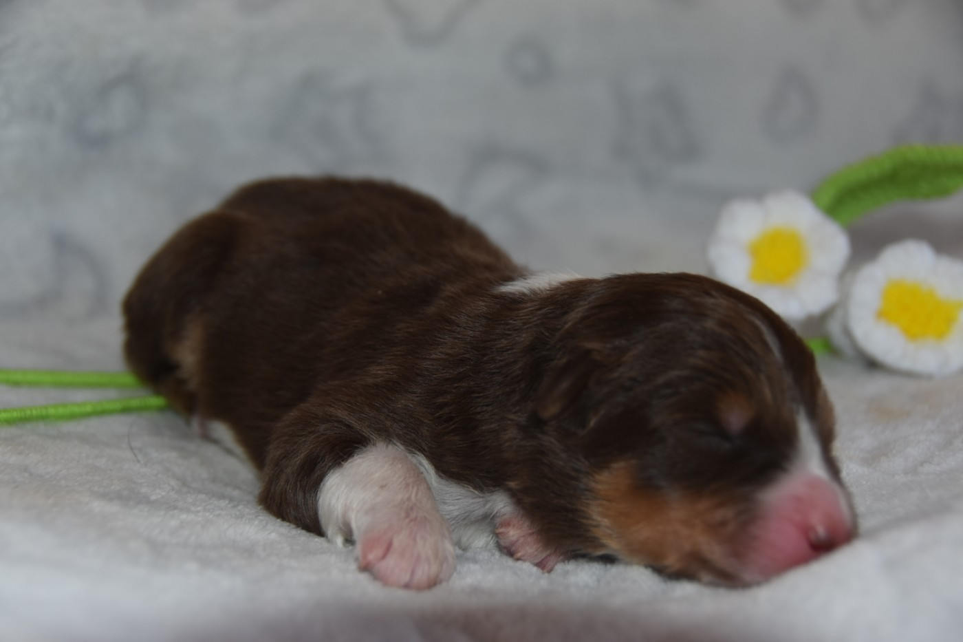 Of Eternal Red Heart - Chiots disponibles - Berger Australien