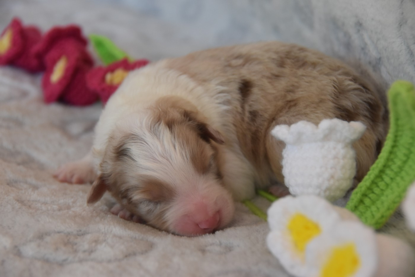 Of Eternal Red Heart - Chiots disponibles - Berger Australien