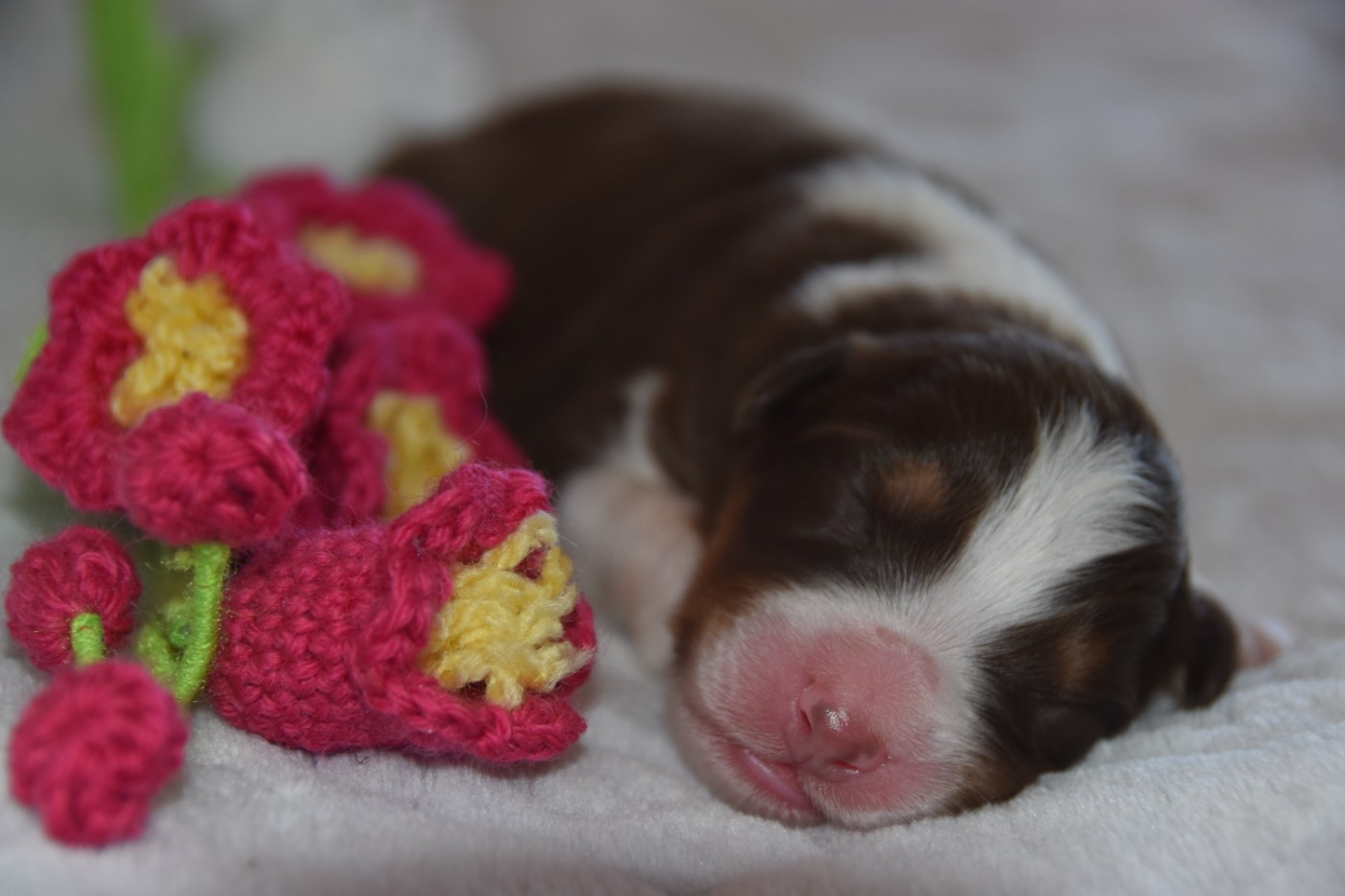 Of Eternal Red Heart - Chiots disponibles - Berger Australien