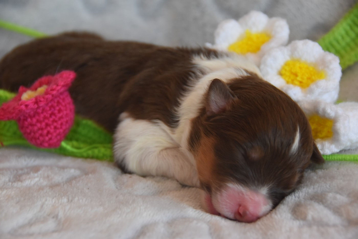 Of Eternal Red Heart - Chiots disponibles - Berger Australien