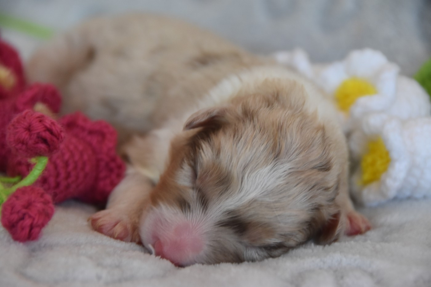 Of Eternal Red Heart - Chiots disponibles - Berger Australien