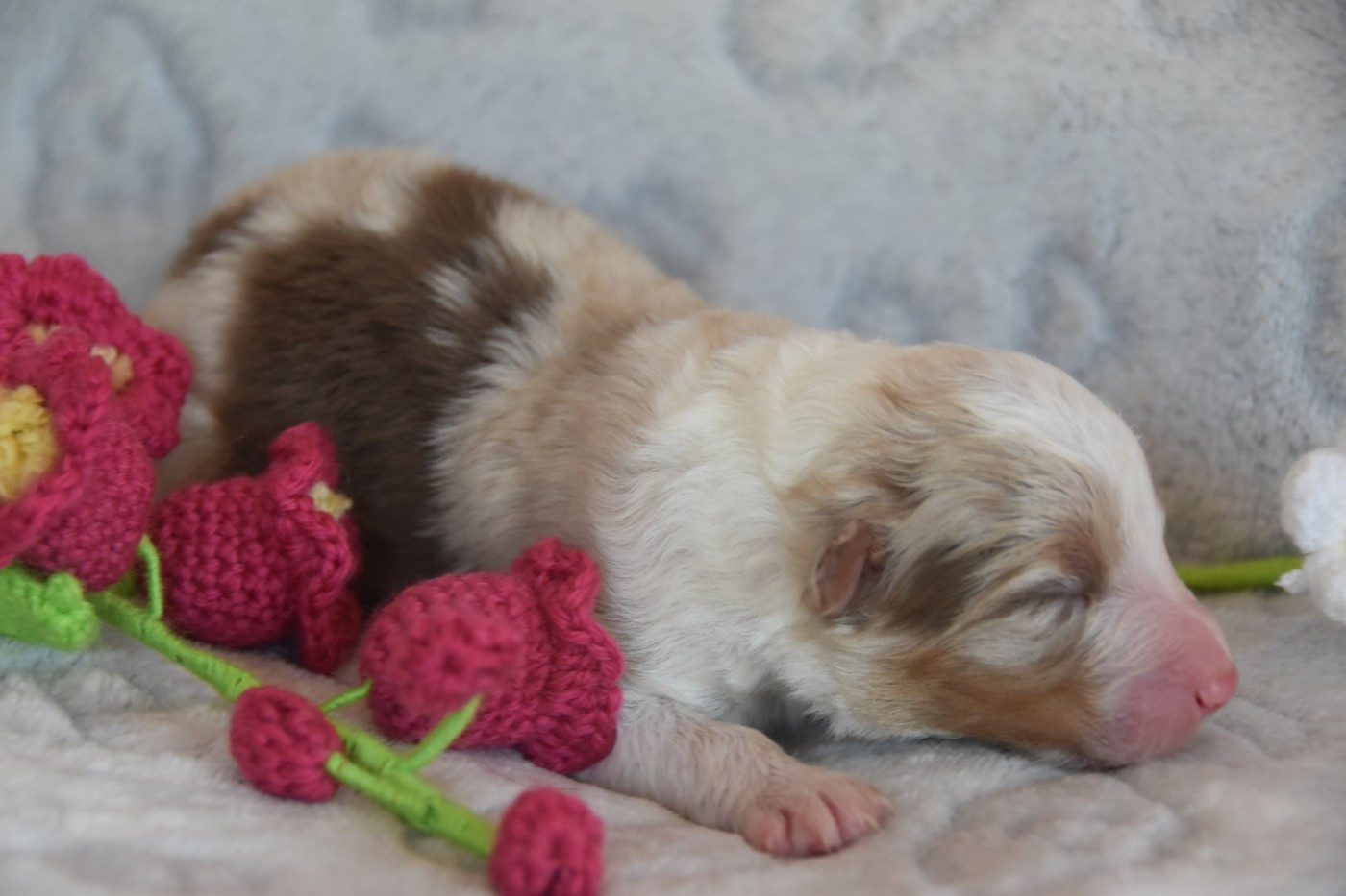 Of Eternal Red Heart - Chiots disponibles - Berger Australien