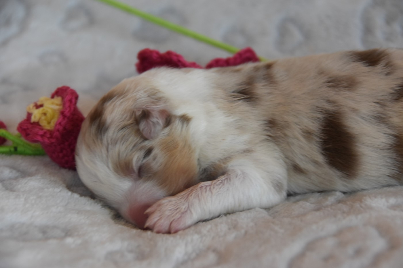 Of Eternal Red Heart - Chiots disponibles - Berger Australien