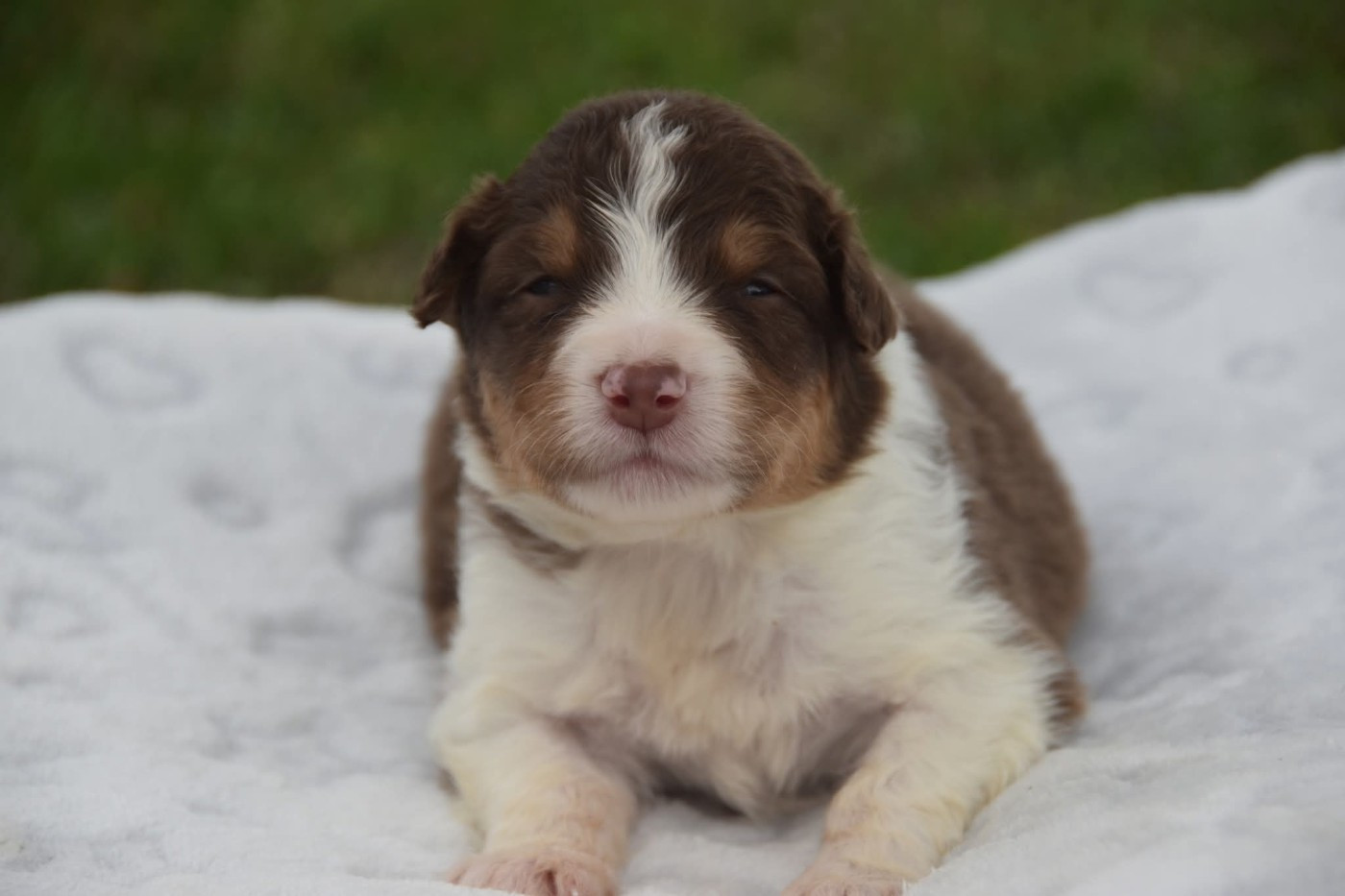 Of Eternal Red Heart - Chiots disponibles - Berger Australien