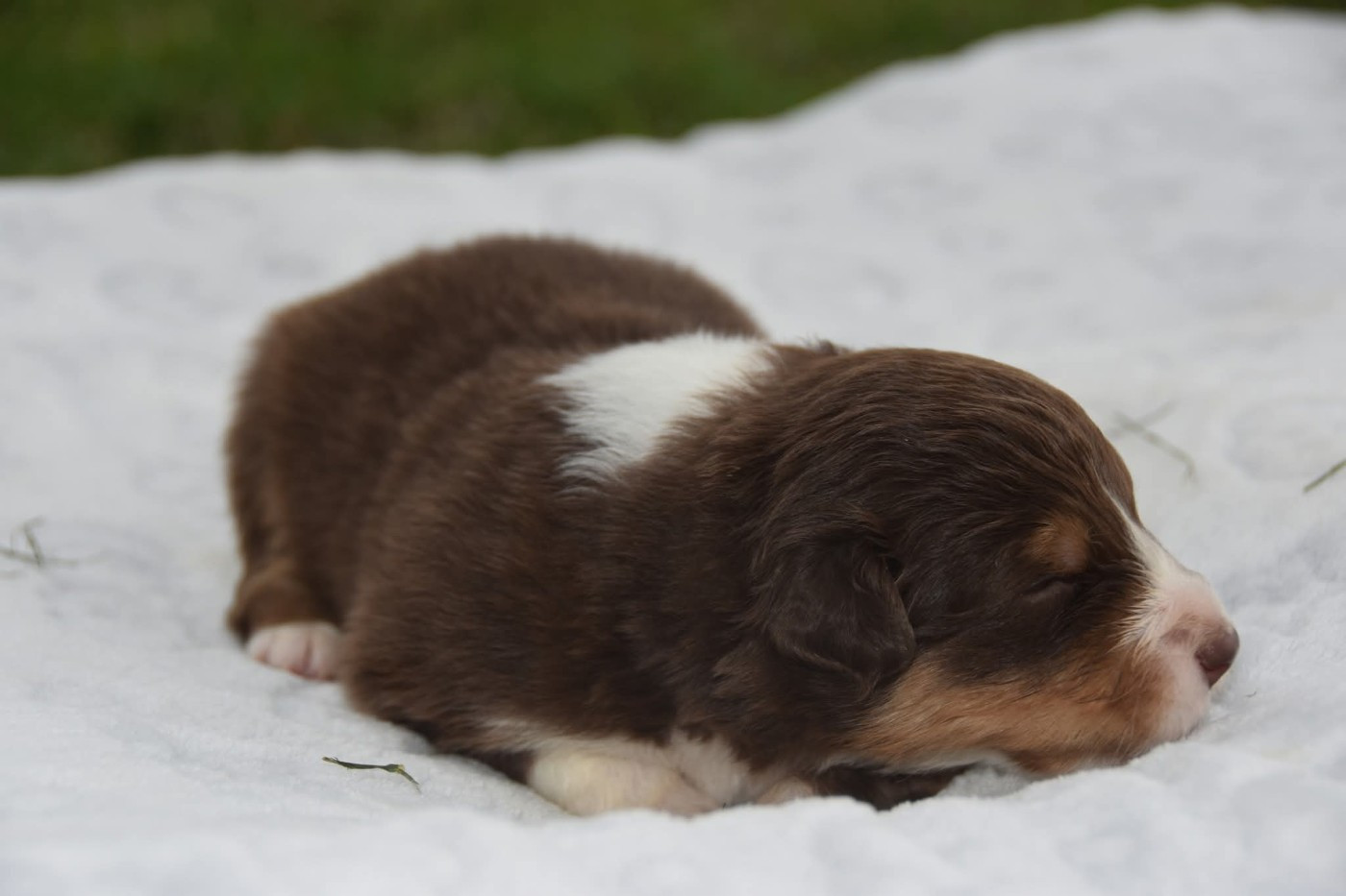 Of Eternal Red Heart - Chiots disponibles - Berger Australien