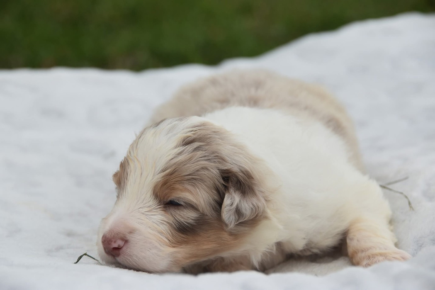 Of Eternal Red Heart - Chiots disponibles - Berger Australien