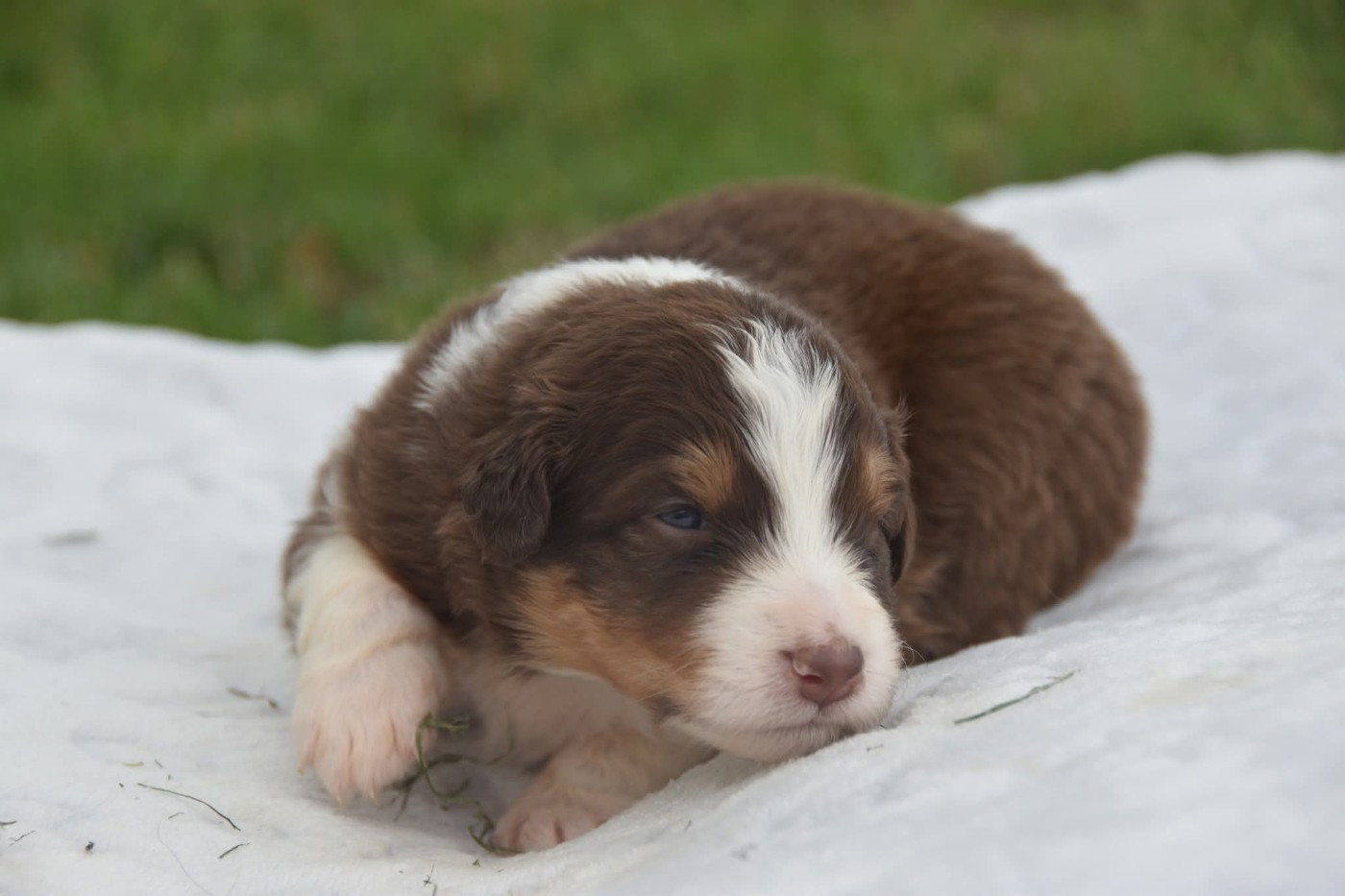 Of Eternal Red Heart - Chiots disponibles - Berger Australien