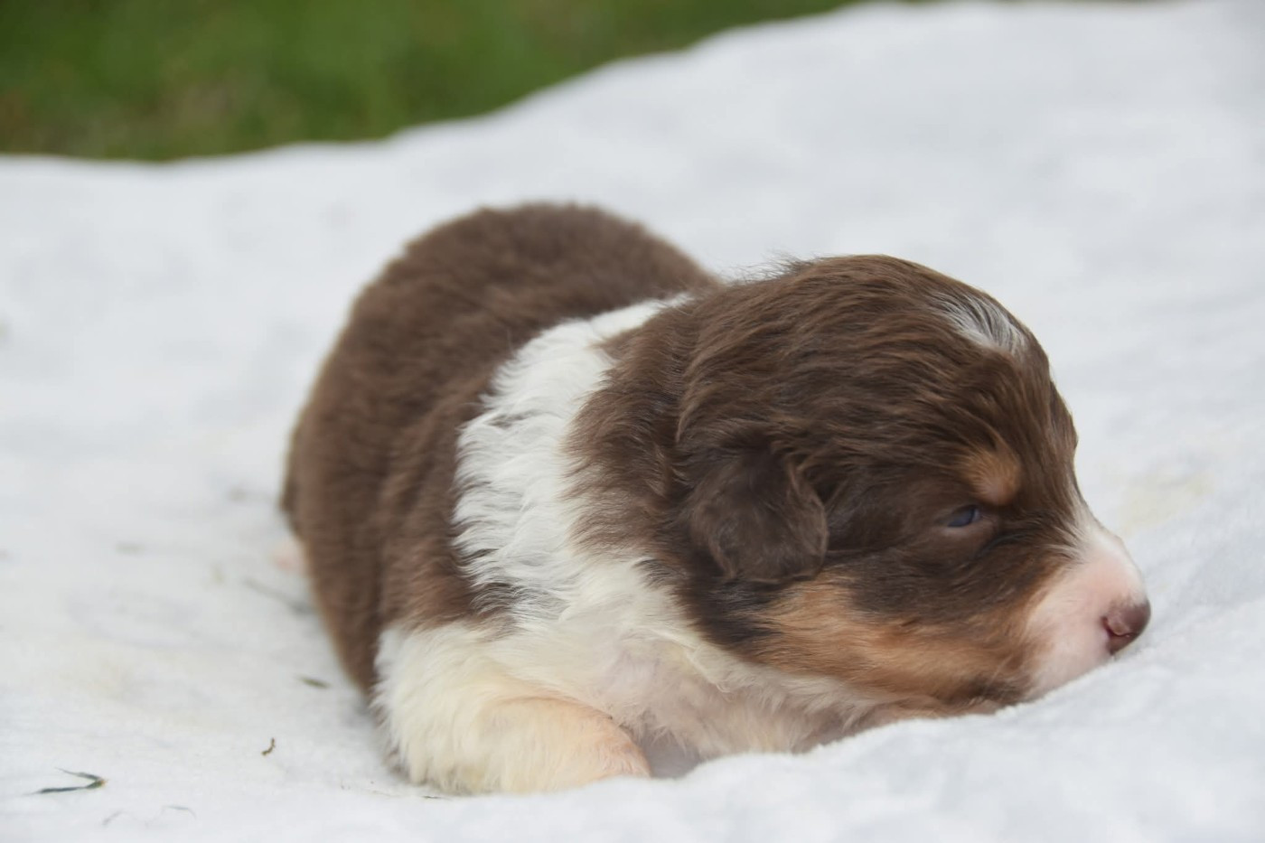 Of Eternal Red Heart - Chiots disponibles - Berger Australien