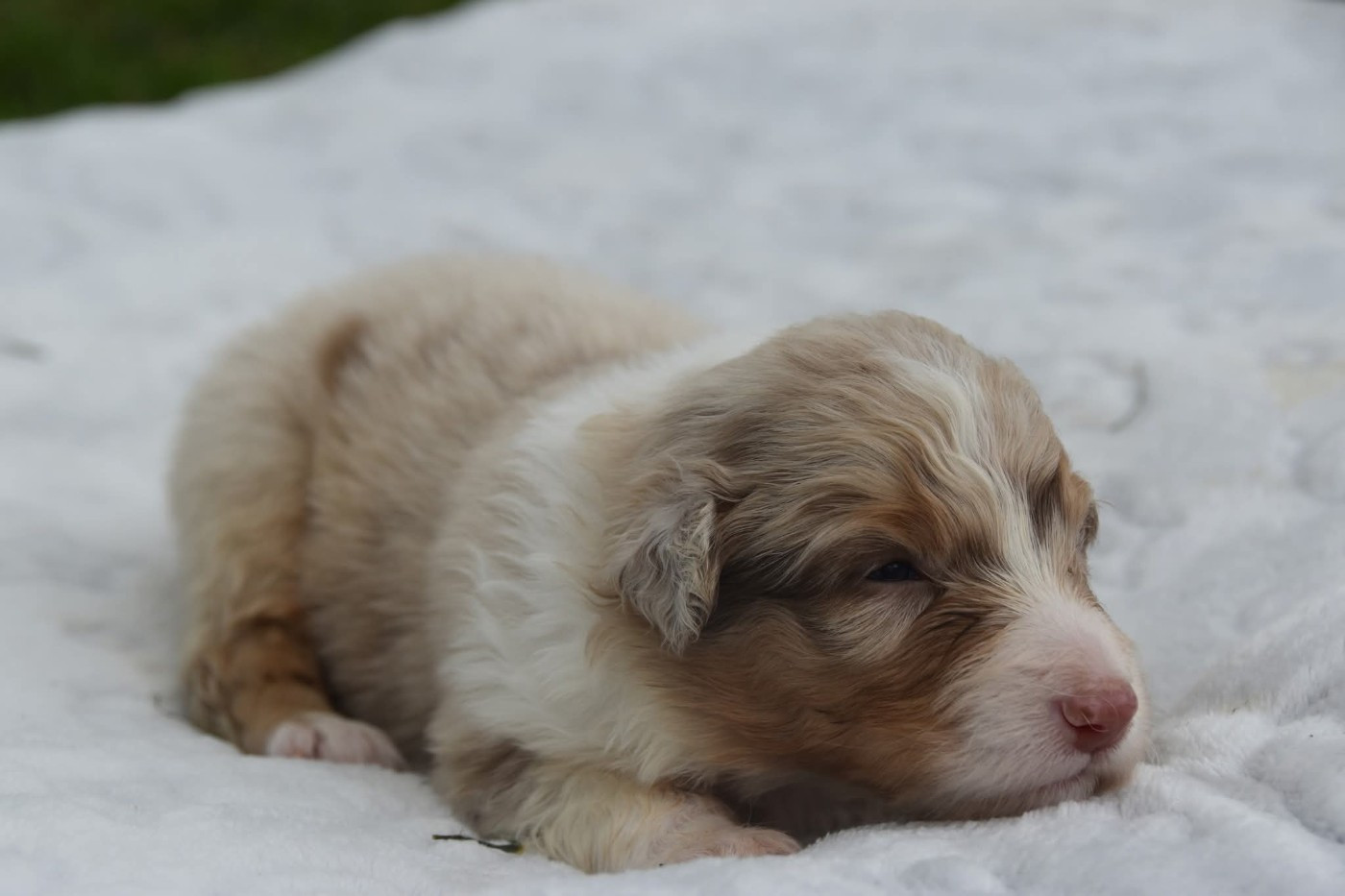 Of Eternal Red Heart - Chiots disponibles - Berger Australien
