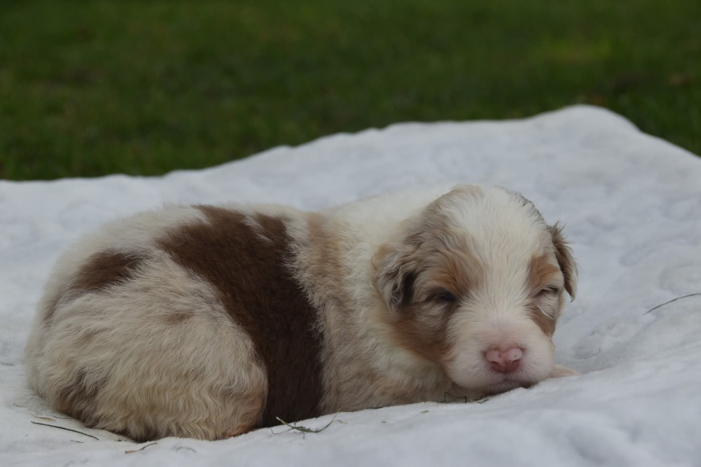 Of Eternal Red Heart - Chiots disponibles - Berger Australien