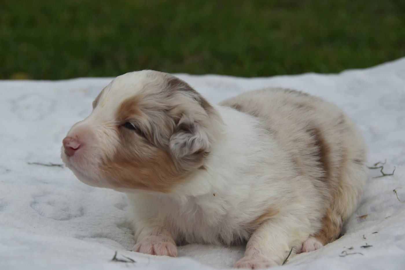 Of Eternal Red Heart - Chiots disponibles - Berger Australien