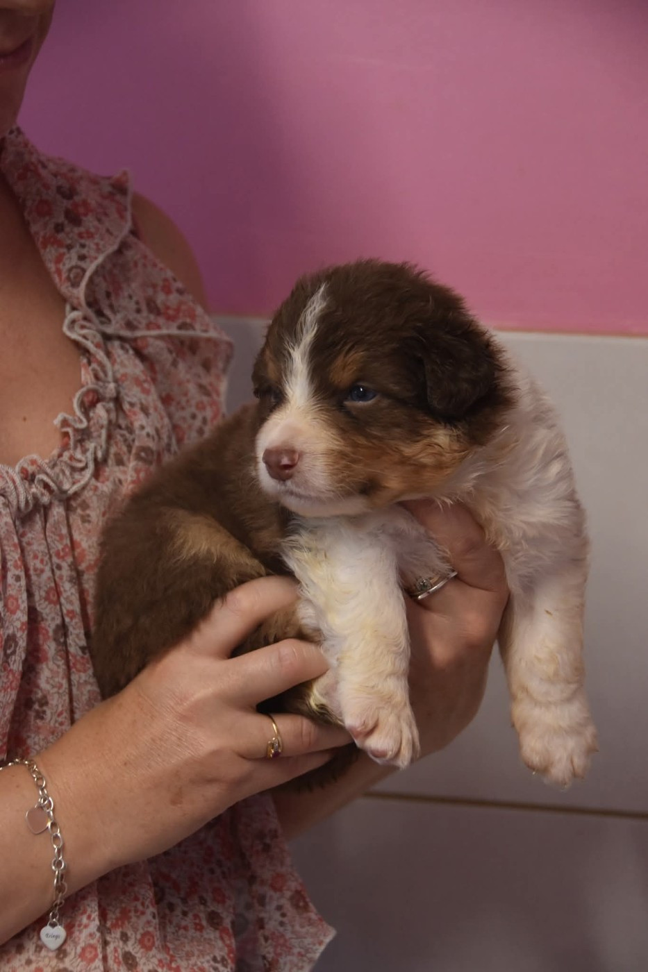 Of Eternal Red Heart - Chiots disponibles - Berger Australien