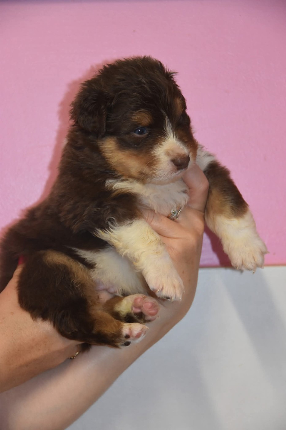 Of Eternal Red Heart - Chiots disponibles - Berger Australien