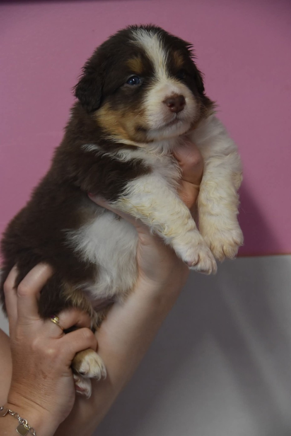 Of Eternal Red Heart - Chiots disponibles - Berger Australien