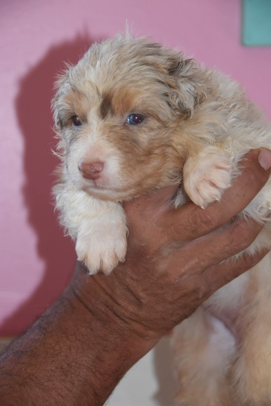 Of Eternal Red Heart - Chiots disponibles - Berger Australien