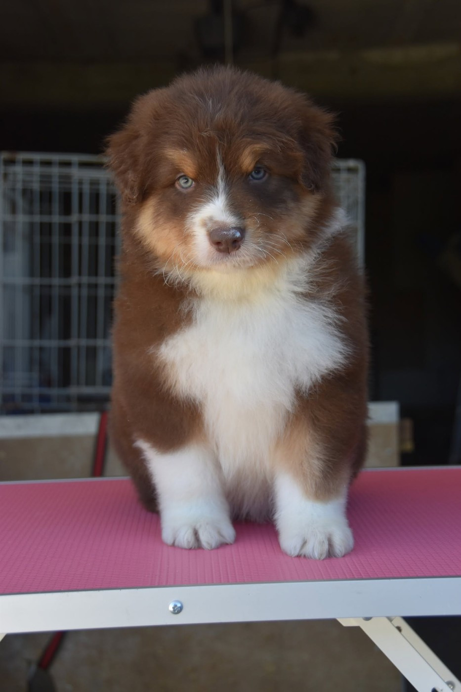 Of Eternal Red Heart - Chiots disponibles - Berger Australien