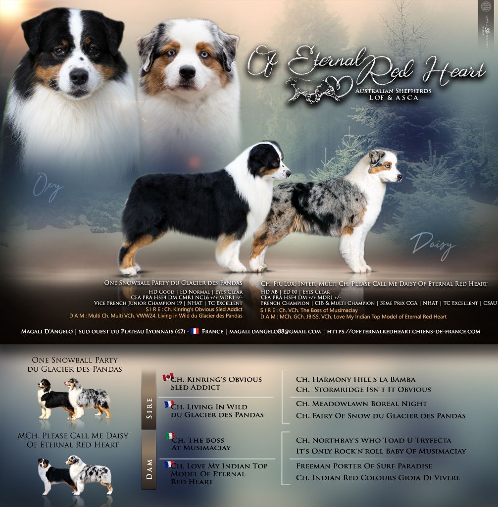 Chiot Berger Australien Of Eternal Red Heart